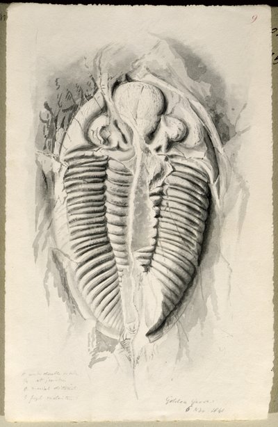 Trilobite from Golden Grove by John Phillips